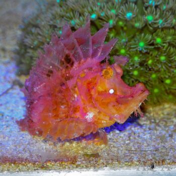Purple Weedy Scorpionfish (Rhinopias frondosa)