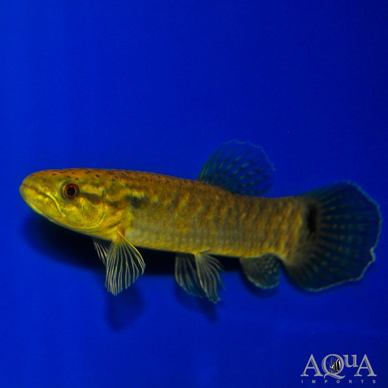 Purple Wolf Fish (Erythrinus erythrinus)