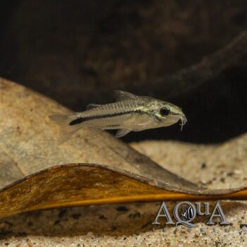 Pygmy Cory (Gastrodermus pygmaeus)