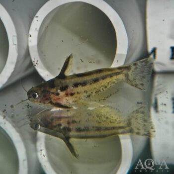 Pygmy Driftwood Catfish (Trachelyichthys exilis)