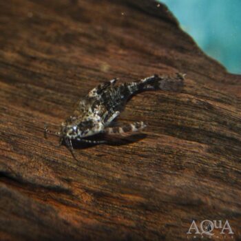 Pygmy Talking Catfish (Physopyxis lyra)