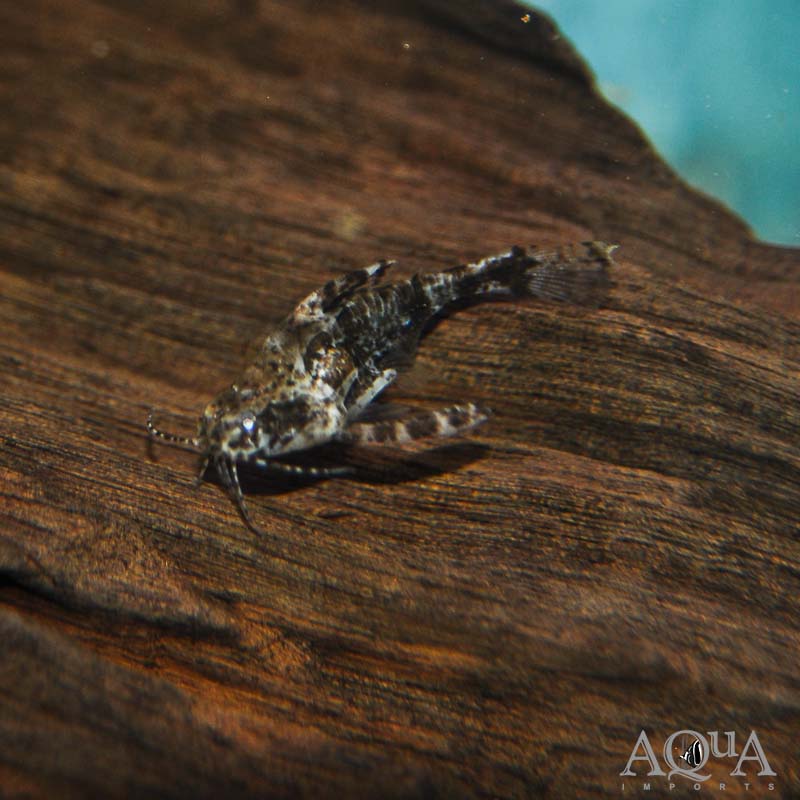 Pygmy Talking Catfish (Physopyxis lyra)