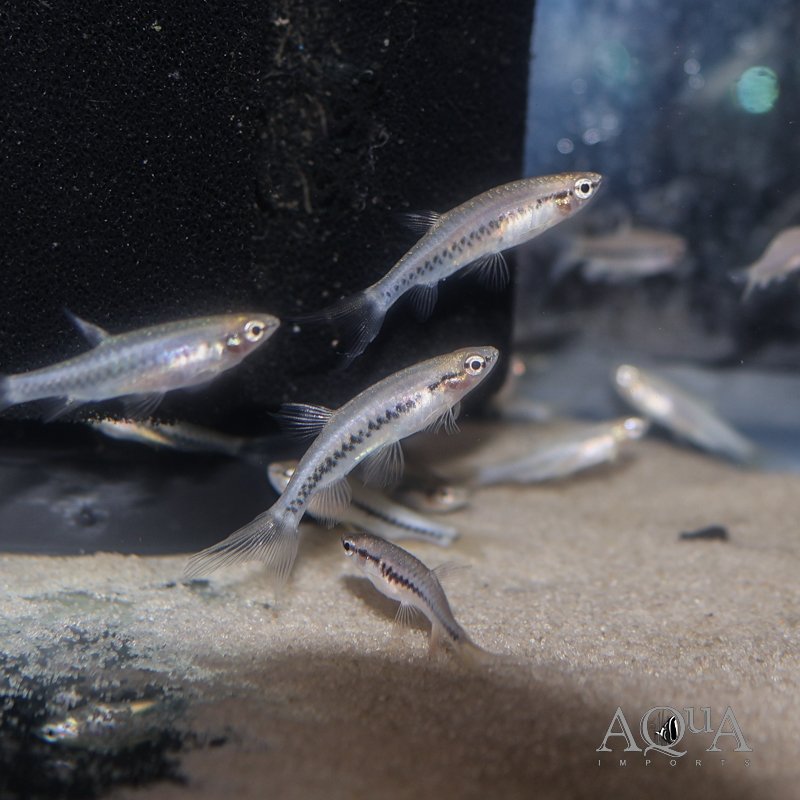 Pyrrhulina zigzag