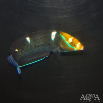 Queen Coris Wrasse (Coris formosa)