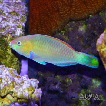 Queen Parrotfish (Scarus vetula)