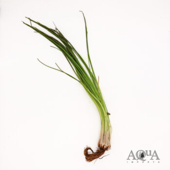 Quillwort (Isoetes lacustris)