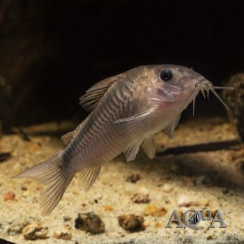 Rusty Cory (Osteogaster rabauti)