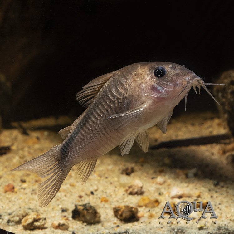 Rusty Cory (Osteogaster rabauti)