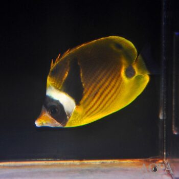 Raccoon Butterfly (Chaetodon lunula)