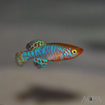 Rachovi Killifish (Nothobranchius rachovii)