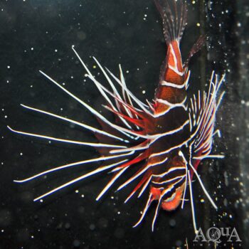 Radiata Lionfish (Pterois radiata)