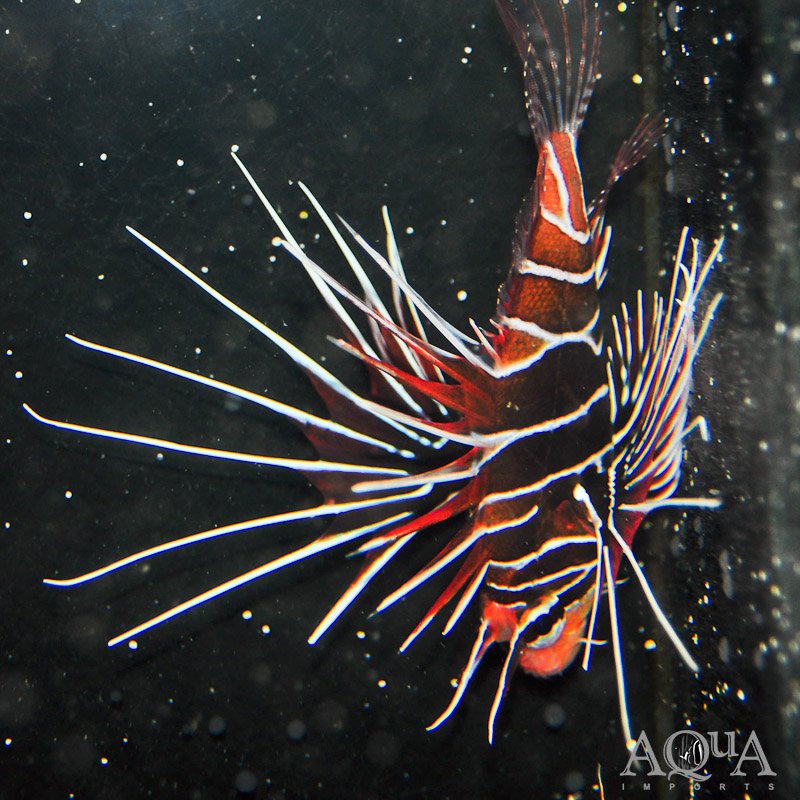 Radiata Lionfish (Pterois radiata)