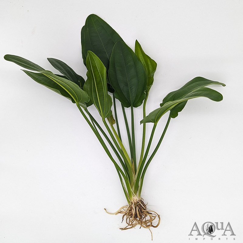 Radican Sword (Echinodorus cordifolius)