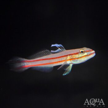 Railway Sleeper Goby (Valenciennea helsdingenii)