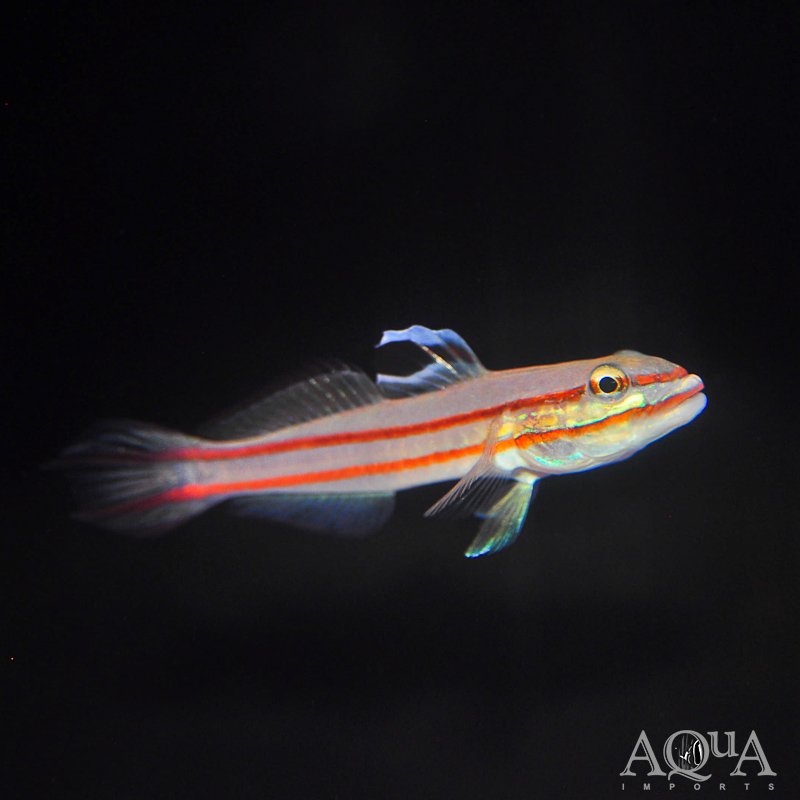 Railway Sleeper Goby (Valenciennea helsdingenii)
