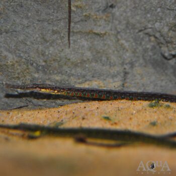 Rainbow Belly Pipefish (Microphis deocata)