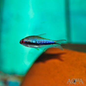 Rainbow Emperor Tetra (Nematobrycon lacortei)