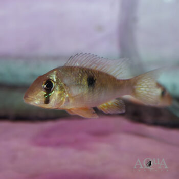 Rainbow Humphead Eartheater (Gymnogeophagus lipokarenos)