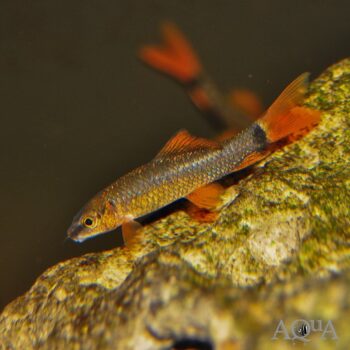 Rainbow Shark (Epalzeorhynchos frenatum)