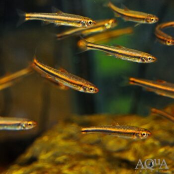 Rainbow Shiner (Notropis chrosomus)