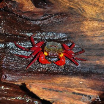 Rainbow Vampire Crab (Geosesarma riani)