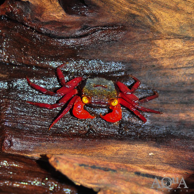 Rainbow Vampire Crab (Geosesarma riani)