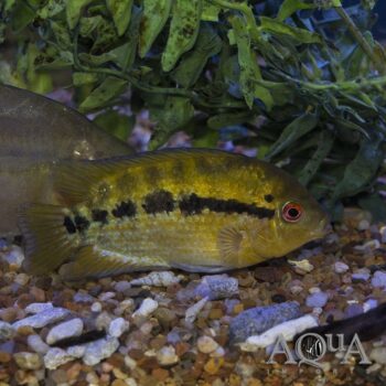 Rainbow Cichlid (Herotilapia multispinosa)