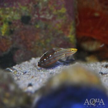 Rainford's Goby (Amblygobius rainfordi)