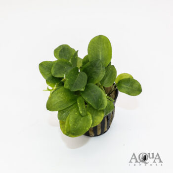 Ranalisma rostrata