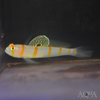 Randall's Shrimp Goby (Amblyeleotris randalli)