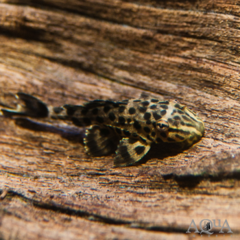 "New Ranger" Pleco (Pterygoplichthys sp. "new ranger")