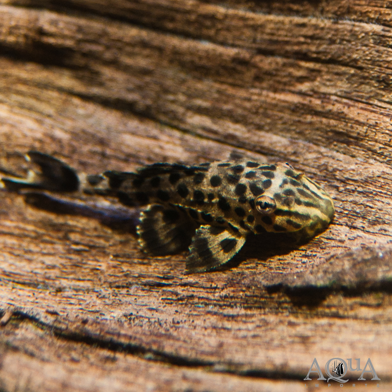 "New Ranger" Pleco (Pterygoplichthys sp. "new ranger")