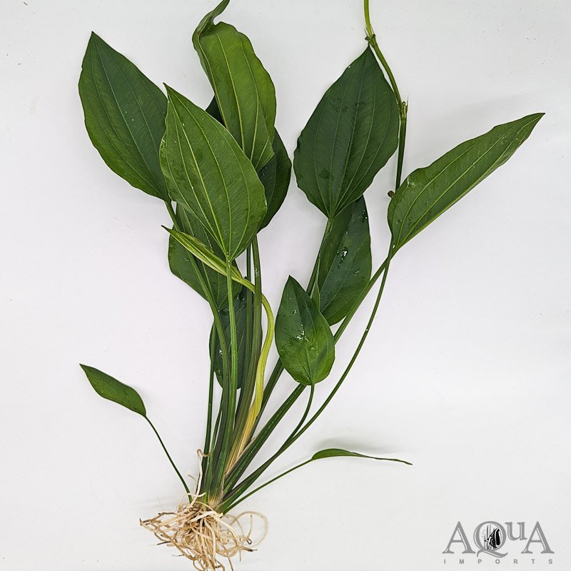 Rangeri Sword (Echinodorus argentinensis)