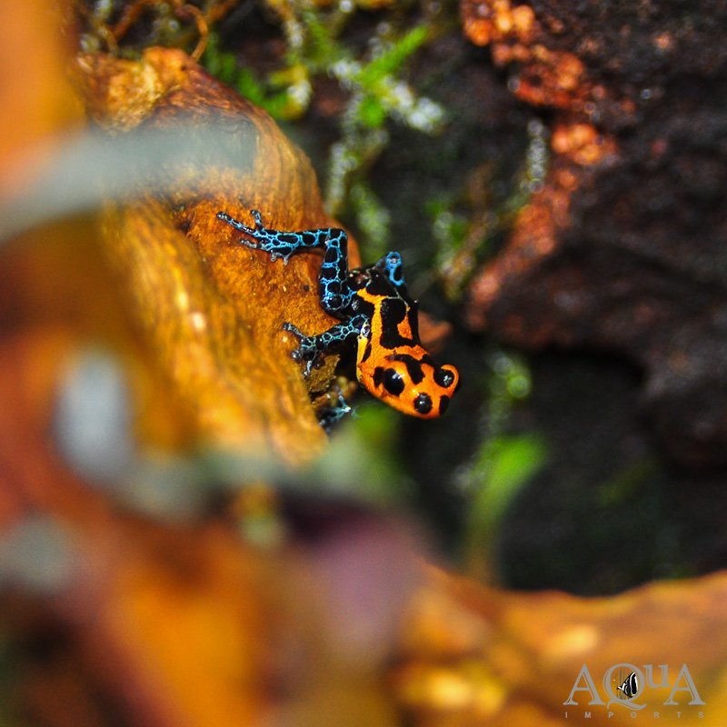 Ranitomeya imitator 'Varadero' - Image 2
