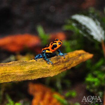 Ranitomeya imitator 'Varadero'