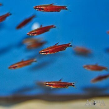Really Red Pencilfish (Nannostomus sp. Rio Amaya)