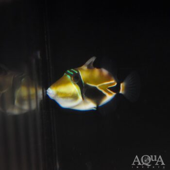 Rectangle Triggerfish (Rhinecanthus rectangulus)