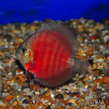 Red Alenquer Discus (Symphysodon aequifasciatus)