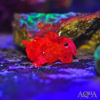Red/Orange Angler (Antennarius sp.)