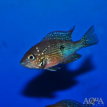 Blue Flash / Aureum Cichlid (Thorichthys aureus)