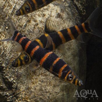 Red Banded Leporinus (Synaptolaemus latofasciatus)