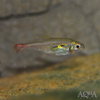 Red Base Tetra (Hemigrammus stictus)