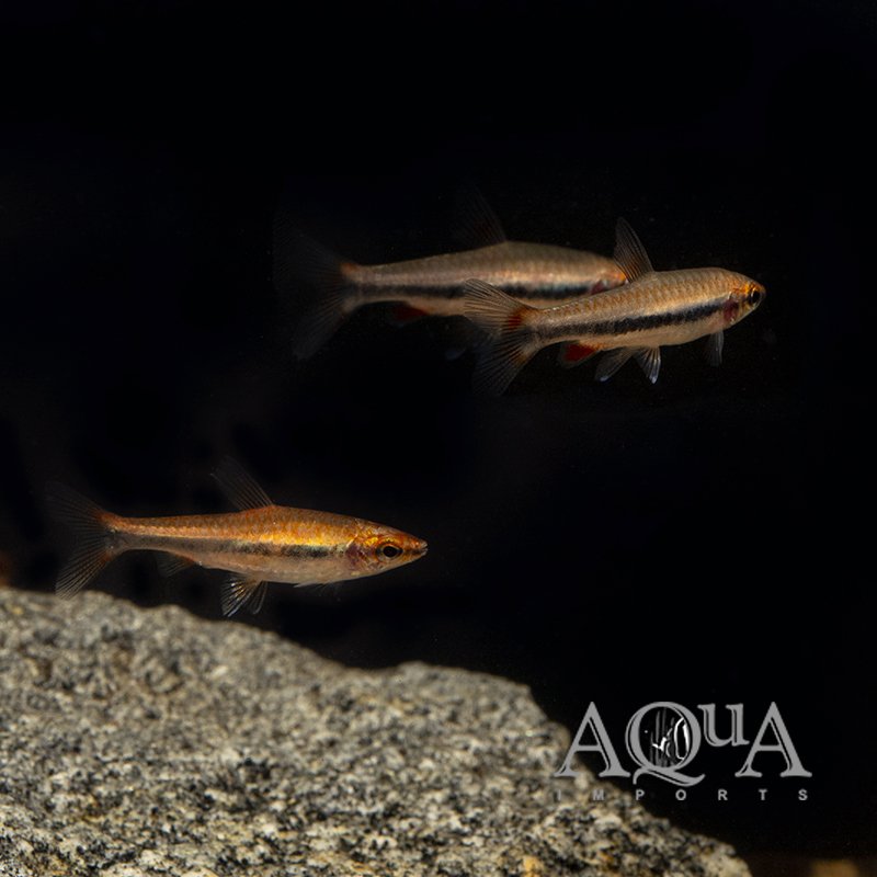 Beckford's Pencilfish (Nannostomus beckfordi)