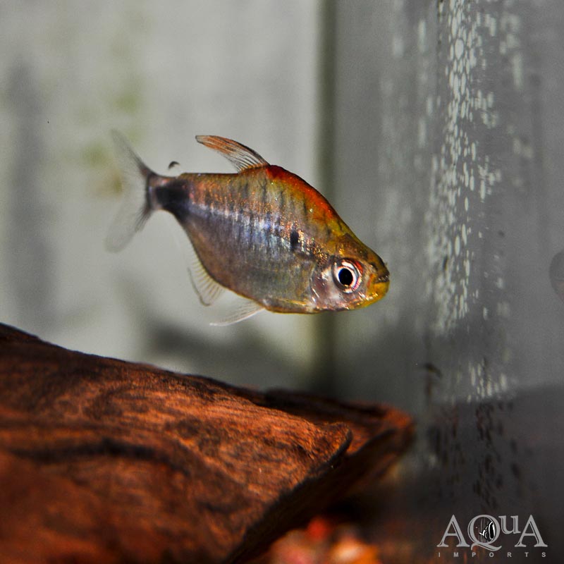 African Red Cap Moon tetra (Bathyaethiops breuseghemi)