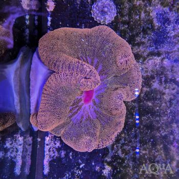 Red Carpet Anemone (Stichodactyla haddoni)