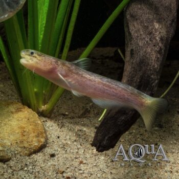Red Cetopsis Catfish (Denticetopsis sp.)