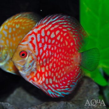 Red Checkerboard Discus