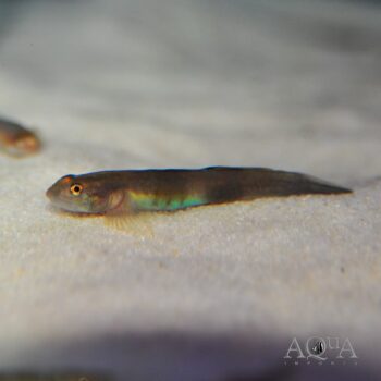 Red Cheek Goby (Lentipes cf. armatus)