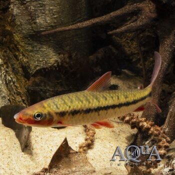 Red Cheek Leporinus (Leporinus brunneus)