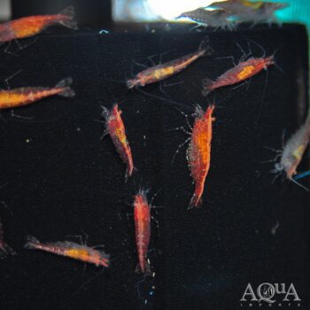 Red Cherry Shrimp (Neocaridina davidi)